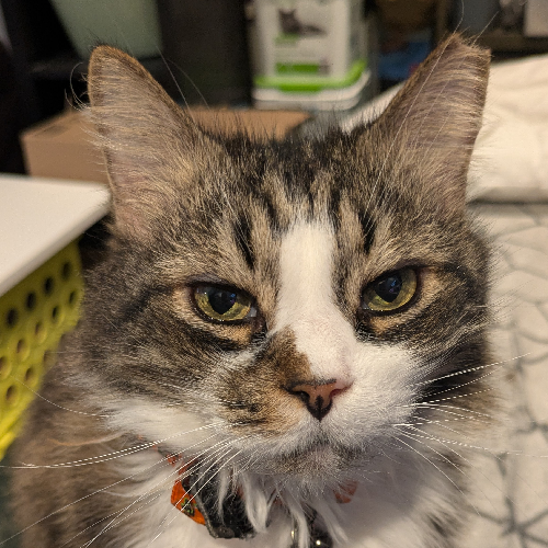 brown tabby cat sitting on a bed. her left ear is tipped.