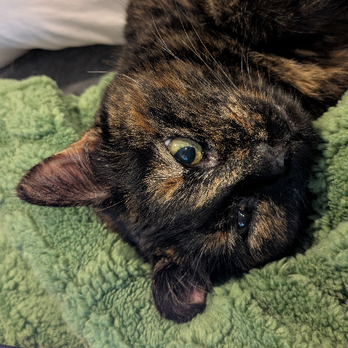 tortoiseshell cat laying upside-down on a green blanket.