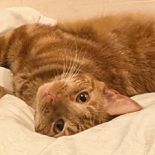 orange tabby cat laying upside-down on a white pillow.