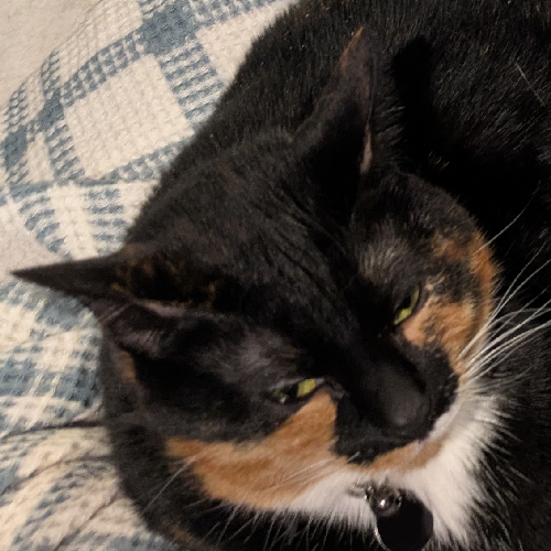 calico cat with sleepy expression on face.